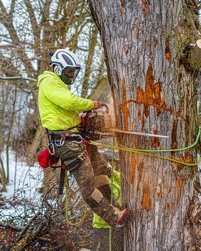 Great Lakes Tree Experts Southampton Port Elgin
