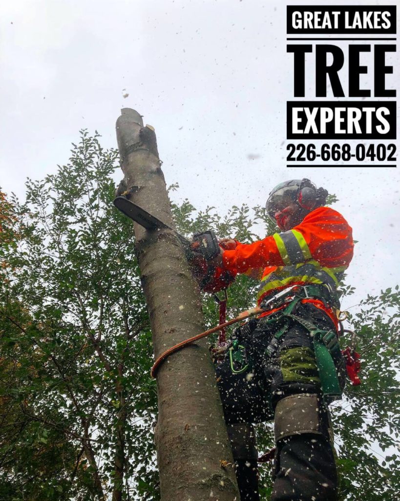 Great Lakes Tree Experts