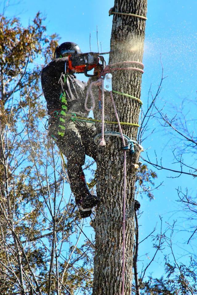 Great Lakes Tree Experts